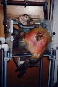 Stop Animal Research Now -SAEN